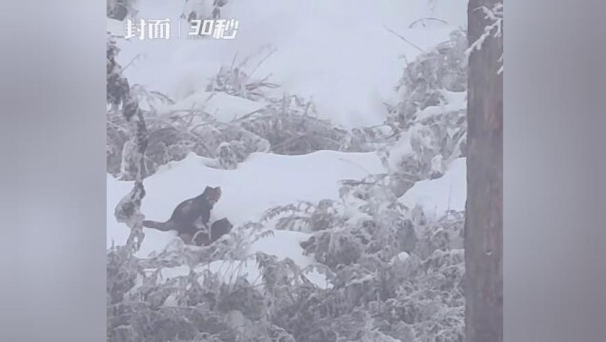 曝金赛纶15岁开始交往27岁金秀贤,78345白小姐救世报,经典解释落实_游戏版V1.24